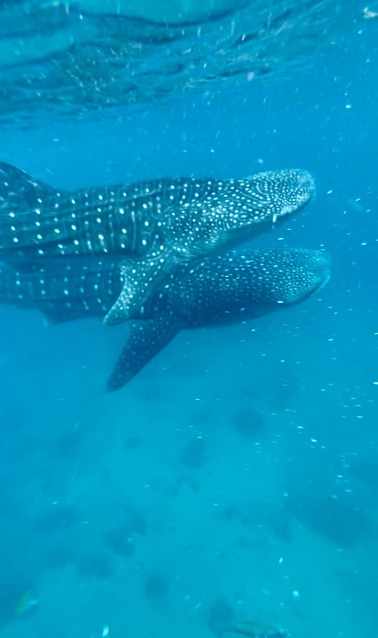 PHILIPPINES : Parcourir l’île de Cebu de Oslob à Moalboal