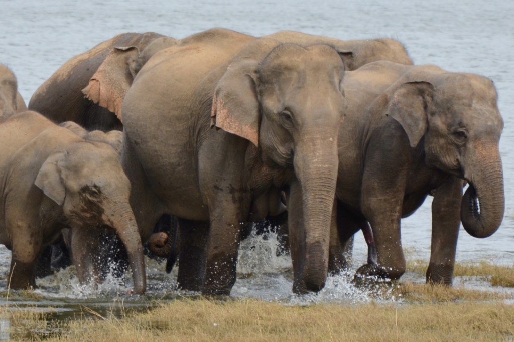 SRI LANKA : voir le « grand rassemblement » d’éléphants à Minneriya