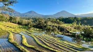 Rizières de Jatiluwith à Bali