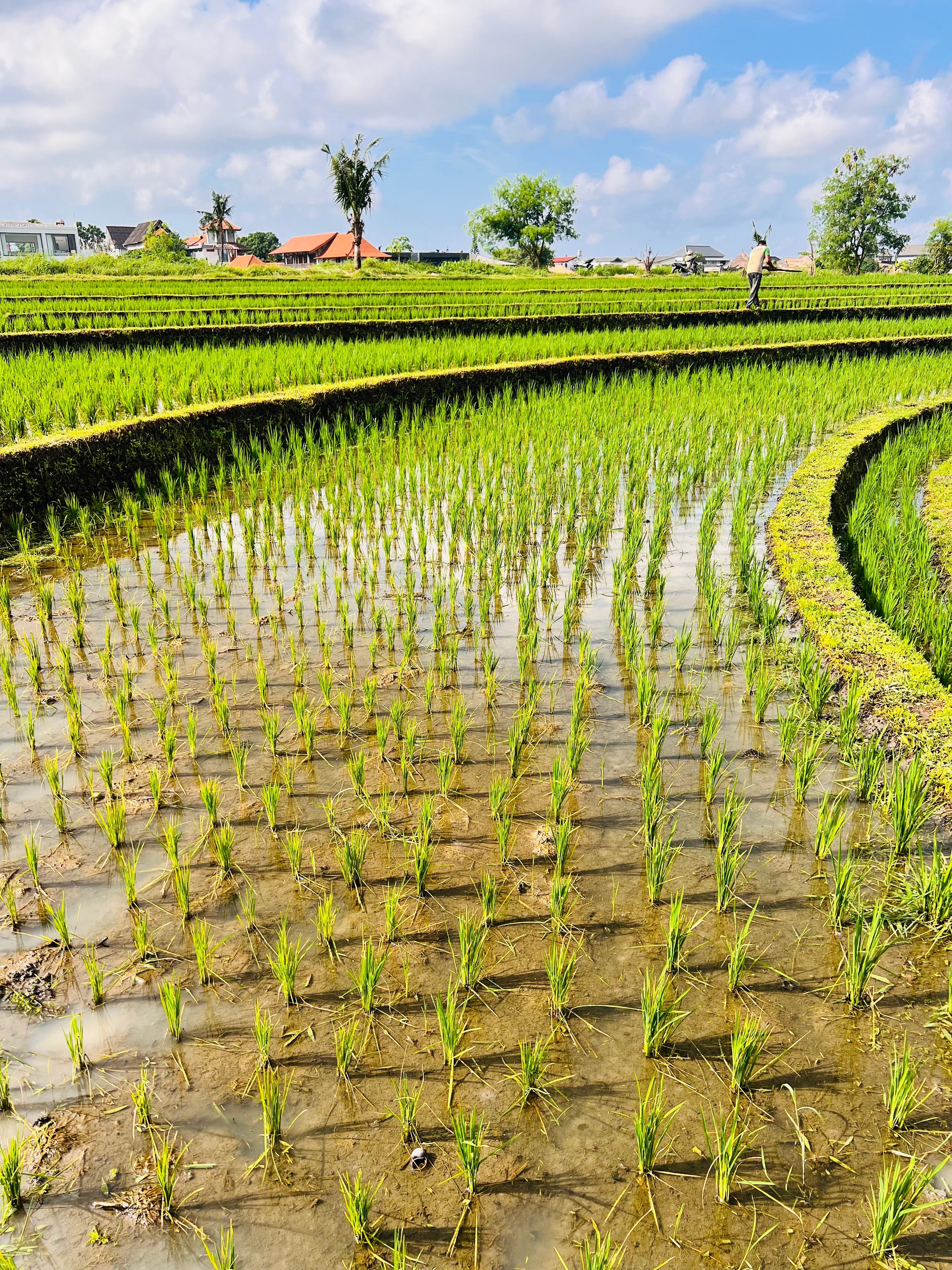 Rizières à Bali